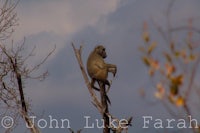 a baboon is sitting on top of a tree