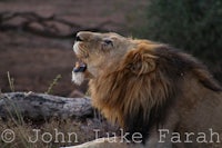 a lion is yawning in a field