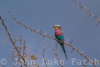 a colorful bird perched on a branch with thorns