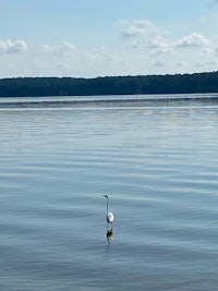 a white bird is standing in the water near a forest