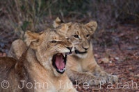 two lions yawning on the ground