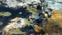 a group of yellow fish swimming near a coral reef