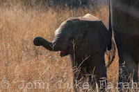 a baby elephant is standing next to its mother