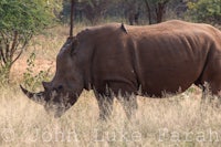 a rhino is grazing in a grassy field