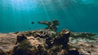 an underwater view of a coral reef with sunlight shining on it