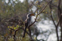 a large bird perched on a tree branch