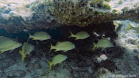 a group of yellow fish swimming under a rock